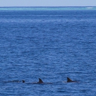 Atoll de Felidhe (Vaavu), Maldives, © Photo : Pascal Kober.