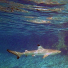 Requin pointe noire (Carcharinus melanolpterus), atoll d'Addu, Maldives. © Photo : Pascal Kober.