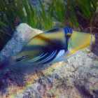 Baliste picasso clair (Rhinecanthus aculeatus), atoll d'Addu, Maldives. © Photo : Pascal Kober.