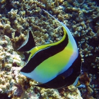 Idole maure (Zanclus cornutus), atoll de Male Sud, Maldives. © Photo : Pascal Kober.