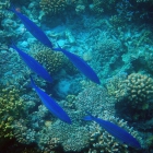 Fusilier de Suez (Caesio suevica), atoll de Felidhe (Vaavu), Maldives. © Photo : Pascal Kober.