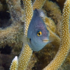 Atoll de Felidhe (Vaavu), Maldives. © Photo : Pascal Kober.