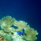 Poisson chirurgien à poitrine blanche (Acanthurus leucosternon), atoll de Felidhe (Vaavu), Maldives. © Photo : Pascal Kober.