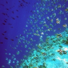 Banc de poissons cochers communs (Heniochus acuminatus), atoll de Felidhe (Vaavu), Maldives. © Photo : Pascal Kober.