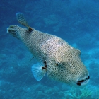 Poisson-coffre pintade (Ostracion meleagris), atoll de Male Sud, Maldives. © Photo : Pascal Kober.