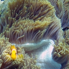 Poisson-clown des Maldives (Amphiprion nigripes), « Nemo », de son petit nom, dans son anémone, atoll de Male Sud, Maldives. © Photo : Pascal Kober.