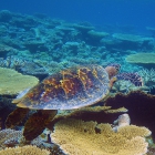 Tortue imbriquée (Eretmochelys imbricata), atoll de Male Sud, Maldives. © Photo : Pascal Kober.