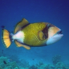 Baliste à tête jaune (balistoides viridescens), atoll de Male Sud, Maldives. © Photo : Pascal Kober.